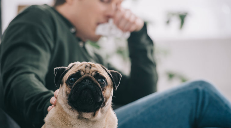 Alergia Animais Estimacao Cao