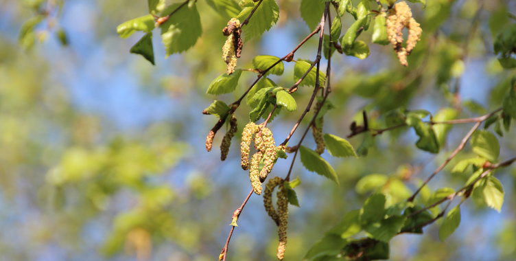Alergia Polen Arvores